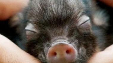 “Mini Pig” la mascota del momento