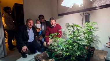 Aprueban cultivar cannabis medicinal en el municipio de General Lamadrid