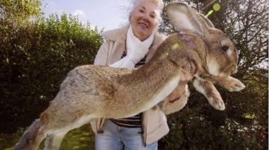 Se perdió Darius, el conejo más grande del mundo y su dueña ofrece recompensa