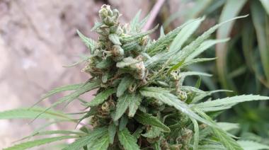 Autorizaron la inscripción de semillas de cannabis para uso medicinal