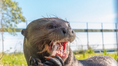 Encuentran un ejemplar de nutria gigante que se creía extinta en Argentina