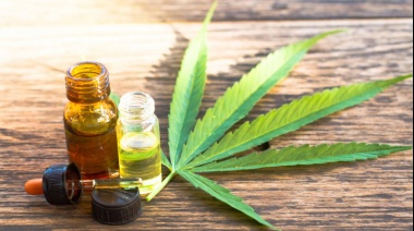 El Gobierno busca impulsar la producción industrial de cannabis medicinal