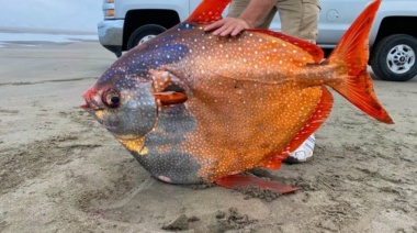 El gigantesco pez luna hallado en la costa norte de Estados Unidos desconcierta a los científicos