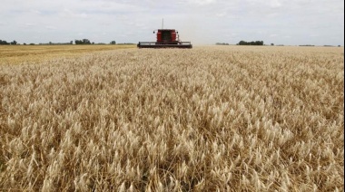Por la guerra entre Rusia y Ucrania, el trigo alcanza su valor más alto en 14 años