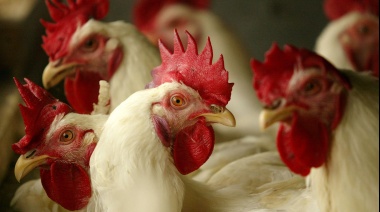 Detectaron dos nuevos casos de gripe aviar en Cordoba y Salta