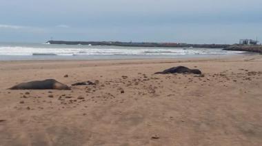 Confirman gripe aviar en los lobos marinos muertos