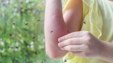 Invasión de mosquitos “de la inundación”: ¿hasta cuándo se puede prolongar?