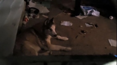 Abandonan a un perro en una casa en Liniers: Vecinos lo alimentan por la ventana