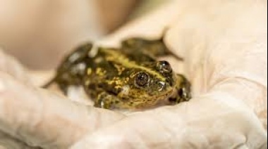 Un Investigador Argentino Ganó El Prestigioso “Óscar Verde” Por Salvar La Ranita Del Valcheta