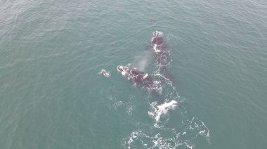 Espectáculo Inmersivo de Ballenas y Avistaje con Binoculares en la Secretaría de Turismo
