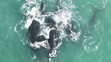 La importancia de proteger a ballenas y delfines, animales que en los últimos años se han vuelto habitués de las costas bonaerenses
