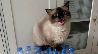 Hoy es el Día Internacional del Gato: Conciencia y Cuidado Felino cada 8 de Agosto
