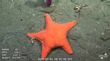 La Explicación Científica Detrás de la Estrella de Mar con "Cola" que Cautiva en Redes
