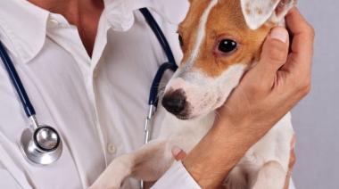 Día del Veterinario en Argentina: Celebrando la Noble Labor de Quienes Cuidan a los Animales