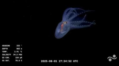 El streaming del CONICET reveló un secreto del fondo del mar: así es el asombroso "pulpo de cristal"