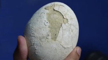 Conicet encuentra huevo de dinosaurio carnívoro en perfecto estado de conservación