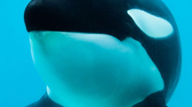 Murió Kshamenk, la única orca en cautiverio de Argentina