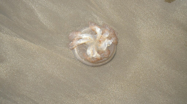 Aguavivas en la Costa: Guía de prevención y primeros auxilios para el verano