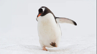 ¿Por qué un pingüino es viral en Tik Tok?