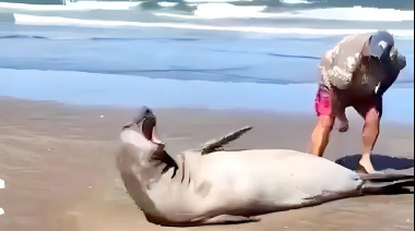 El ejemplo de lo que no hay que hacer: un sujeto tocó a un elefante marino en la playa y lo increparon