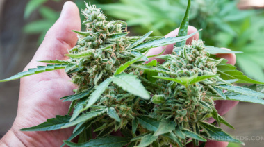 Necochea avanza hacia la regulación del Cannabis Medicinal