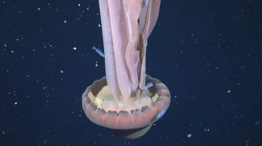 El "fantasma" de 11 metros: el asombroso hallazgo del Conicet en las profundidades del Mar Argentino