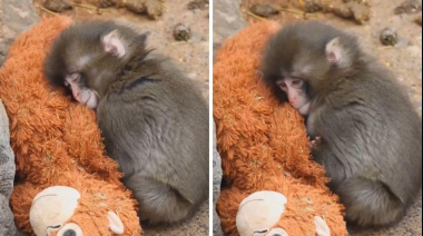 Punch, el mono bebé que enterneció al mundo con su abrazo a un peluche