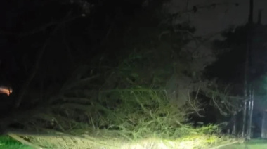Caída de árboles, voladuras de techos y cortes de luz en Necochea y Quequén