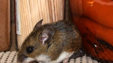 Francia confirmó un caso de "variante andina" de Hantavirus tras el brote en el crucero