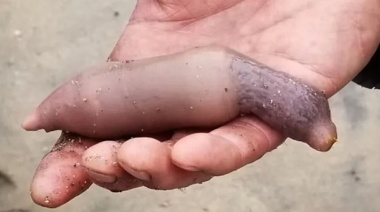 El ciclogénsis arrastró miles de "peces pene" a las playas de Chubut