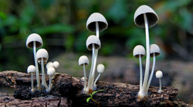 Un medicamento natural sería eficaz para tratar la adicción a la cocaína