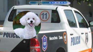 Final feliz para "Lola": Recuperan a la caniche robada y hay un detenido