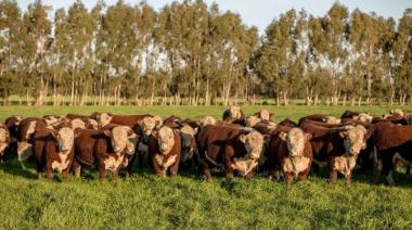 La faena vacuna cayó a niveles históricos y el consumo por habitante sigue en picada