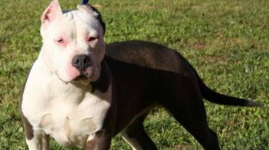 Imputaron por homicidio culposo a la dueña del pitbull que mató a un nene de 3 años