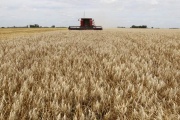 Por la guerra entre Rusia y Ucrania, el trigo alcanza su valor más alto en 14 años