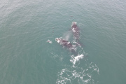 Espectáculo Inmersivo de Ballenas y Avistaje con Binoculares en la Secretaría de Turismo