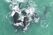 La importancia de proteger a ballenas y delfines, animales que en los últimos años se han vuelto habitués de las costas bonaerenses