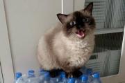 Hoy es el Día Internacional del Gato: Conciencia y Cuidado Felino cada 8 de Agosto