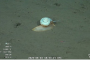 ¿Apareció "Gary"? El Caracol Hallado por el CONICET a 3.665 Metros de Profundidad Causa Furor en Redes