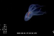 El streaming del CONICET reveló un secreto del fondo del mar: así es el asombroso "pulpo de cristal"