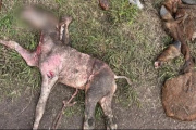 Hallan Caballos Descuartizados en Mar del Plata y Sospechan de Faena Clandestina