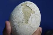 Conicet encuentra huevo de dinosaurio carnívoro en perfecto estado de conservación