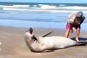 El ejemplo de lo que no hay que hacer: un sujeto tocó a un elefante marino en la playa y lo increparon