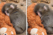 Punch, el mono bebé que enterneció al mundo con su abrazo a un peluche