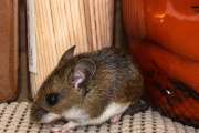 Francia confirmó un caso de "variante andina" de Hantavirus tras el brote en el crucero