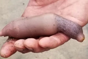 El ciclogénsis arrastró miles de "peces pene" a las playas de Chubut