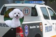 Final feliz para "Lola": Recuperan a la caniche robada y hay un detenido