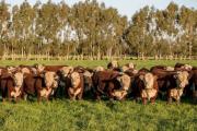 La faena vacuna cayó a niveles históricos y el consumo por habitante sigue en picada