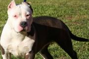 Imputaron por homicidio culposo a la dueña del pitbull que mató a un nene de 3 años